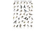 Havens Fugle - udsolgt (ingen dato)