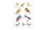 British Birds - postkort med britiske fugle