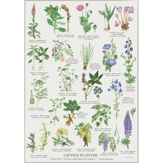 Giftige planter - plakat Vægkort - Koustrup & Co - Korthandel