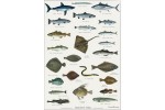 Havets fisk - plakat
