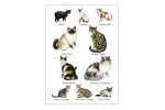 Cats - postkort med katte