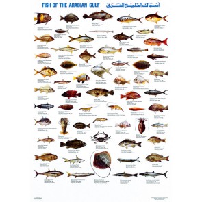 Fisk fra den Arabiske Golf
