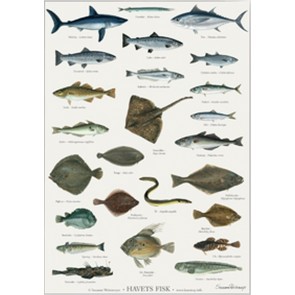 Havets fisk - plakat