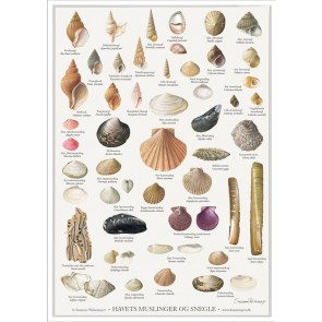 Havets Muslinger og Snegle - plakat